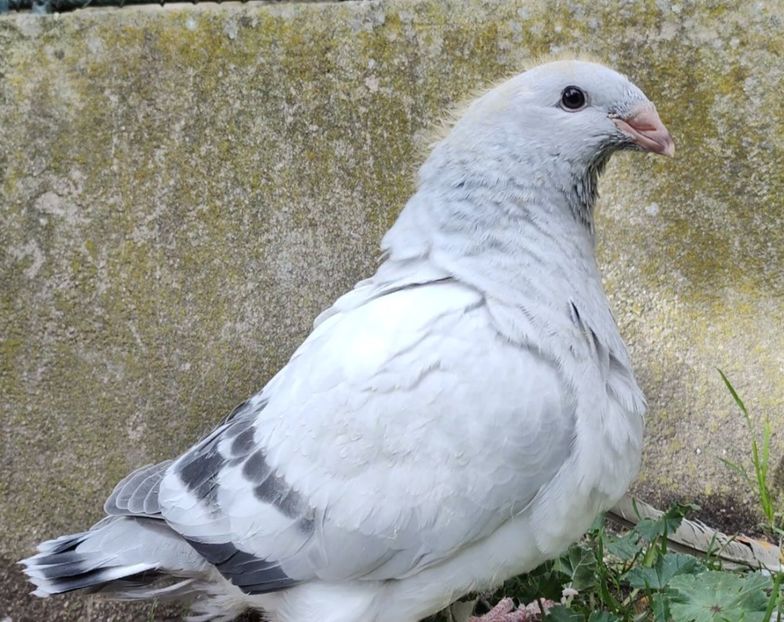 46(M) - c- MLODE 2025 YOUTH