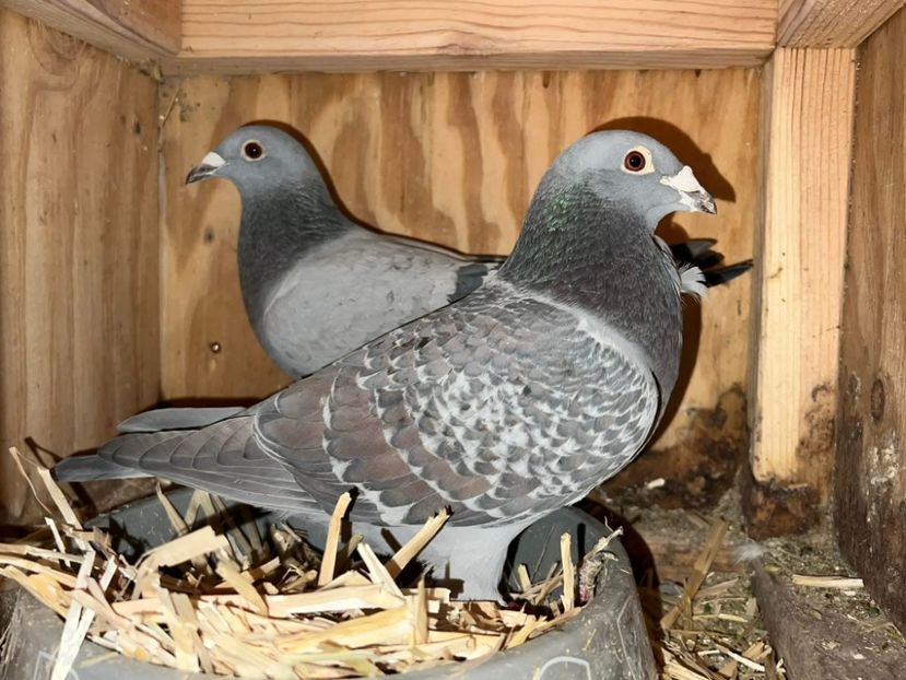  - Nu îmi aparțin 10