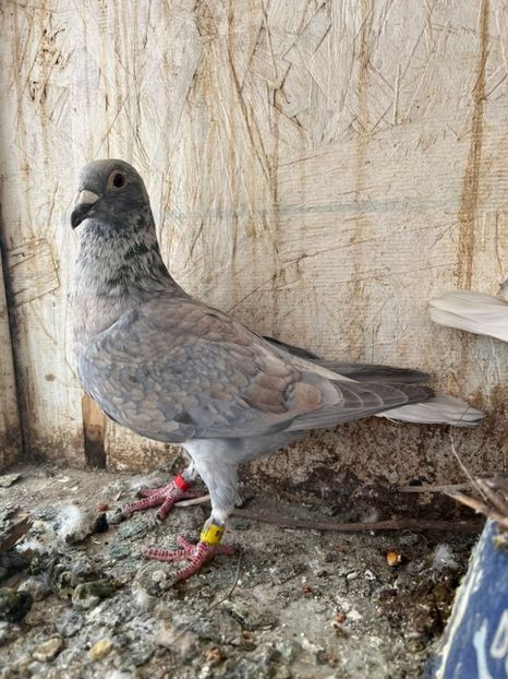  - Nu îmi aparțin 10