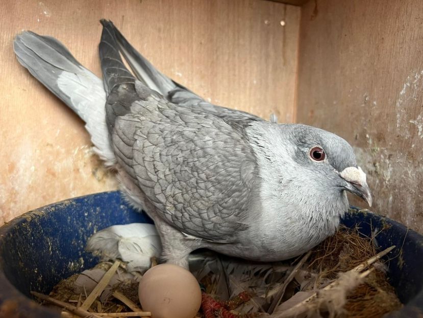  - Nu îmi aparțin 10