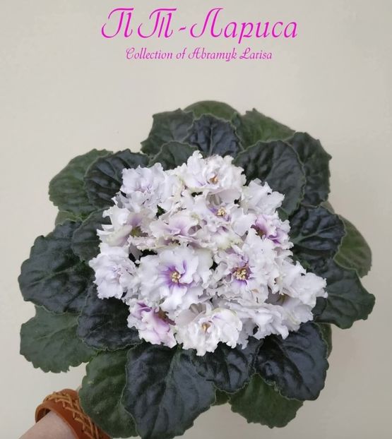 Poza net - PT-Larisa