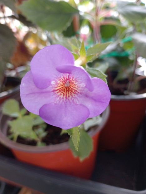 Blue Temptation - - - - 2025