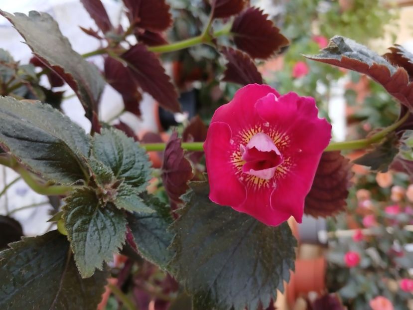  - Rfs Silvia Marinovici