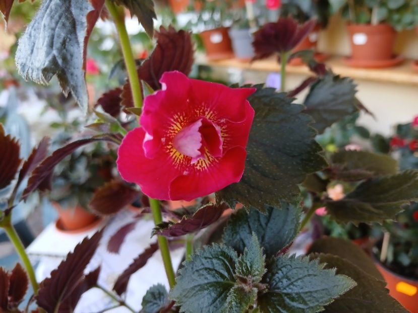  - Rfs Silvia Marinovici