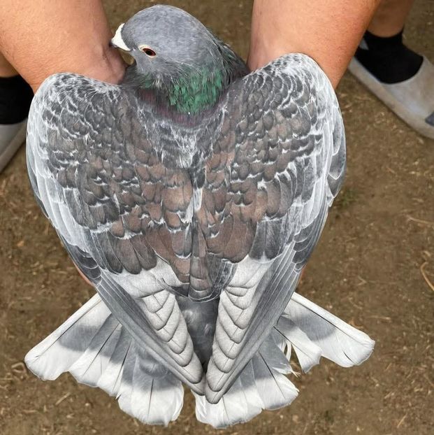  - Nu îmi aparțin 10