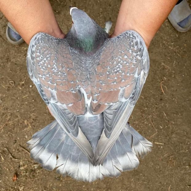  - Nu îmi aparțin 10