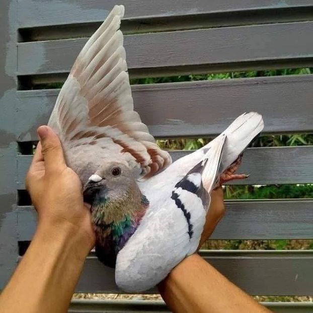  - Nu îmi aparțin 10