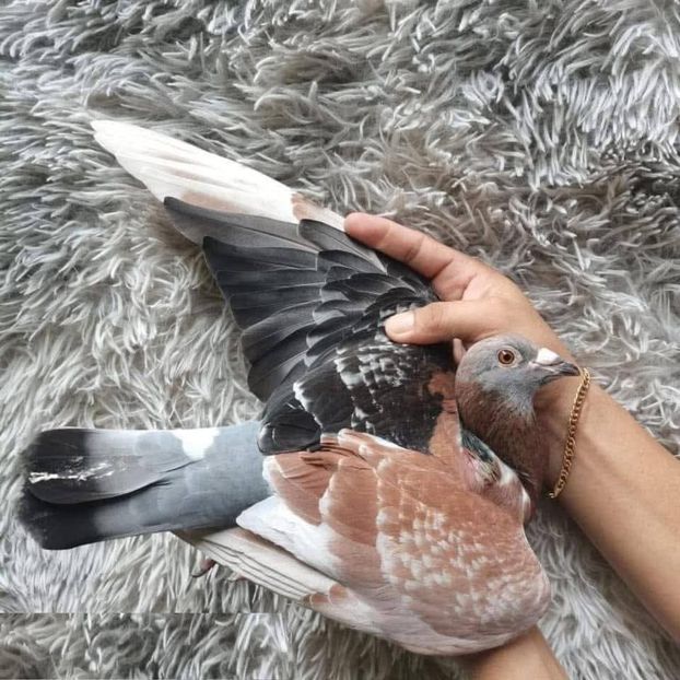  - Nu îmi aparțin 10