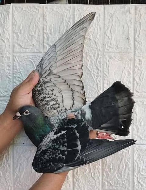  - Nu îmi aparțin 10