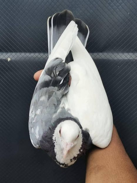  - Nu îmi aparțin 10