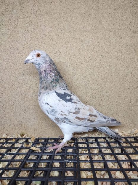  - Nu îmi aparțin 10