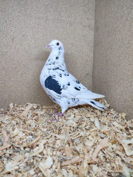  - Nu îmi aparțin 10