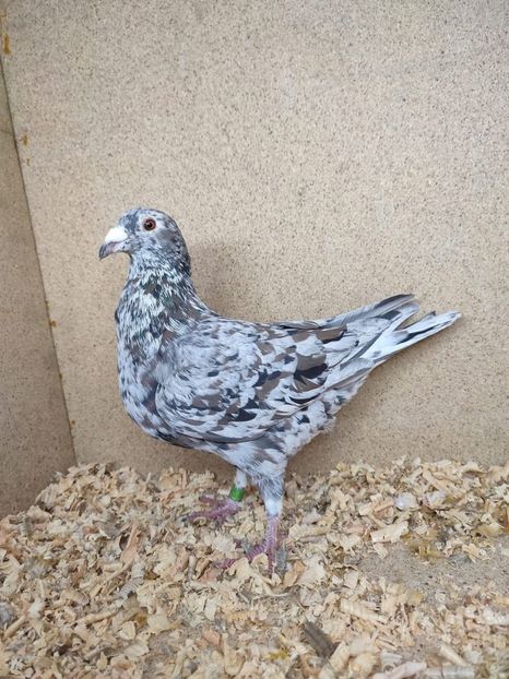  - Nu îmi aparțin 10