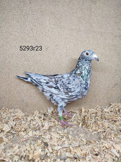  - Nu îmi aparțin 10