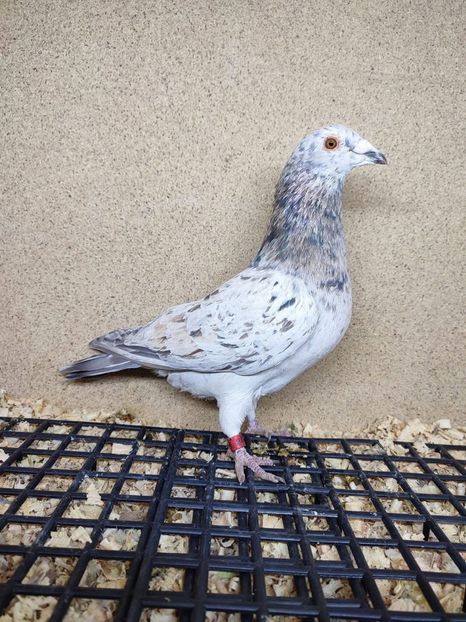  - Nu îmi aparțin 10