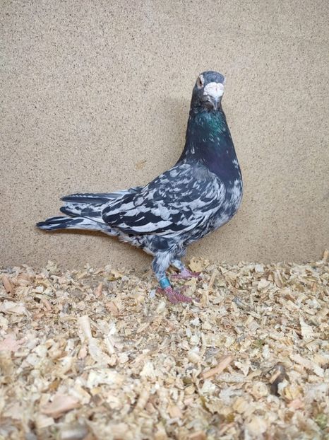  - Nu îmi aparțin 10