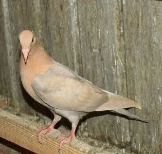  - Nu îmi aparțin 10