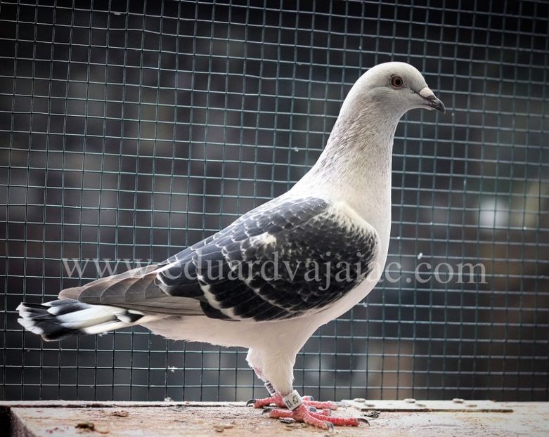  - Nu îmi aparțin 10