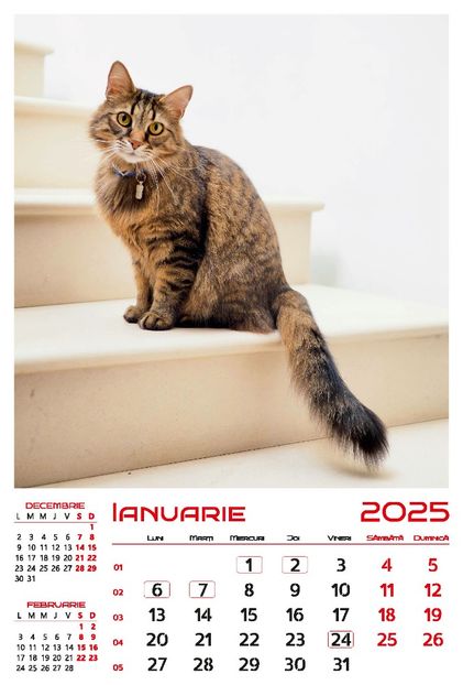 calendar-perete-2025-330x487-Pisici_Page_02 - Calendar 2025