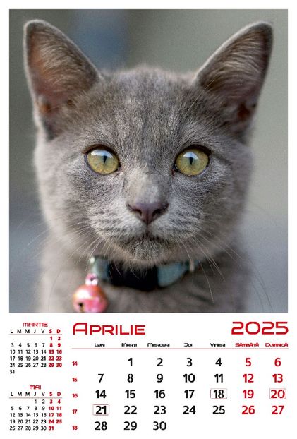 calendar-perete-2025-330x487-Pisici_Page_05 - Calendar 2025