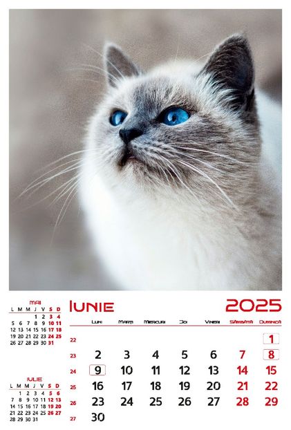 calendar-perete-2025-330x487-Pisici_Page_07 - Calendar 2025