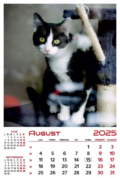 calendar-perete-2025-330x487-Pisici_Page_09 - Calendar 2025