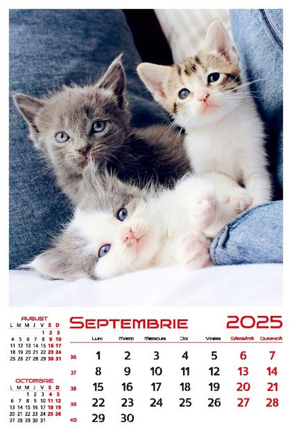 calendar-perete-2025-330x487-Pisici_Page_10 - Calendar 2025