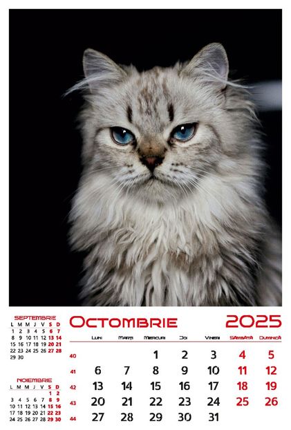 calendar-perete-2025-330x487-Pisici_Page_11 - Calendar 2025