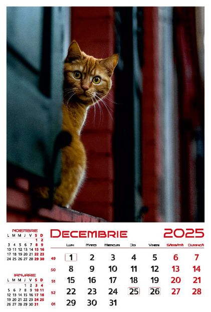 calendar-perete-2025-330x487-Pisici_Page_13 - Calendar 2025