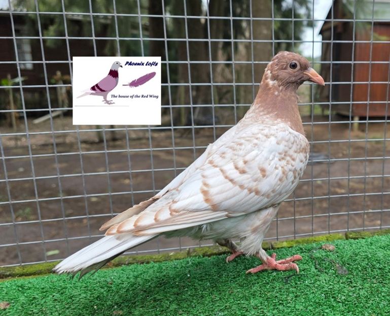  - Nu îmi aparțin 10