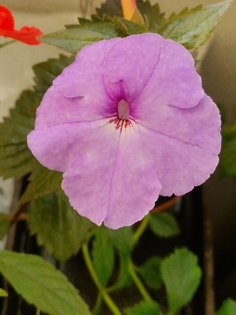 2025- culoarea neobisnuita, a inflorit in balconul de la bloc. - Odessa Blue p