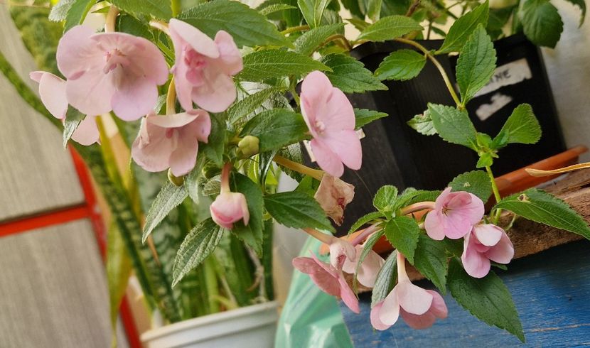  - Double Pink Rose p