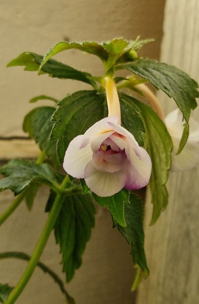 2025 - Milk and Honey p