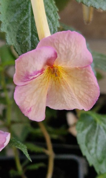 Sun Dance - Achimenes 2025