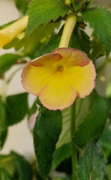 Sauline - Achimenes 2025