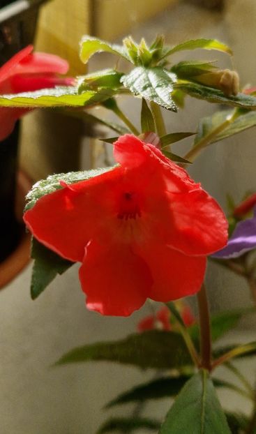 Orange Delight - Achimenes 2025