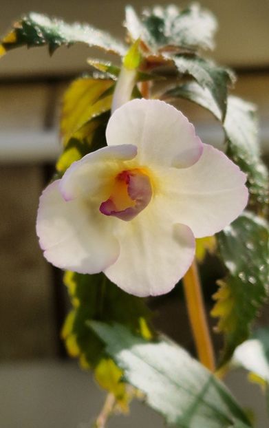 Shy Sun - Achimenes 2025