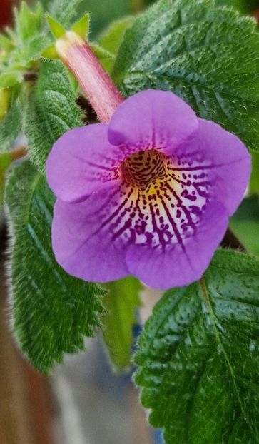 Lionheart F - Achimenes 2025