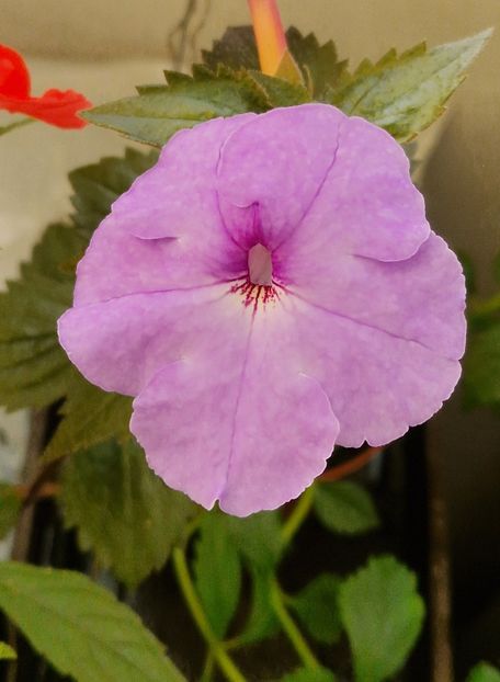 Odessa Blue - Achimenes 2025