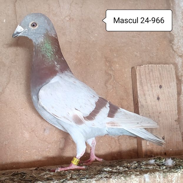 Mascul 24-966 - Argintiu