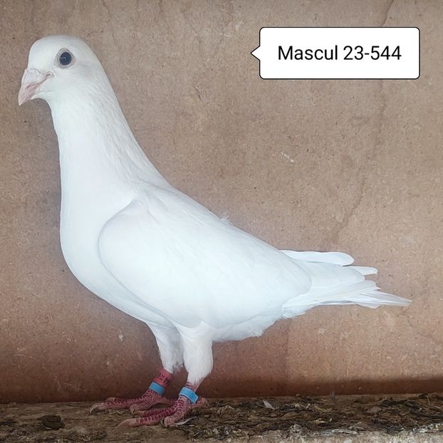 Mascul 23-544....-20 lei - Porumbei vanduti