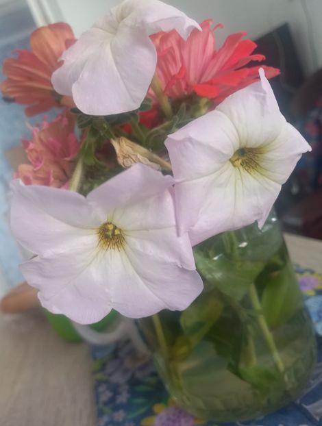 Petunii - Florile mele