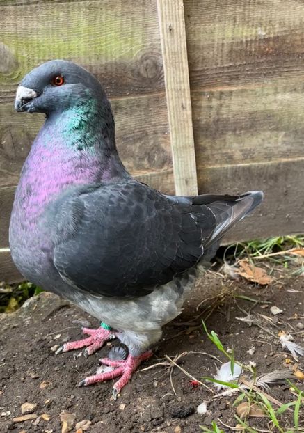 Mascul 2025 - Disponibili 2025