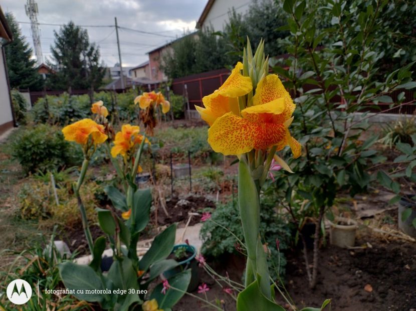  - Flori de gradină-2025