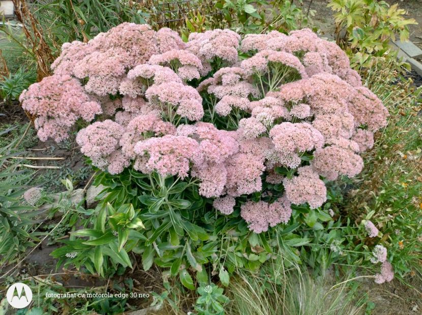  - Flori de gradină-2025