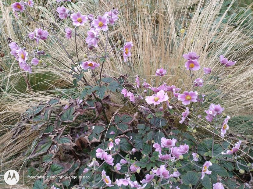  - Flori de gradină-2025