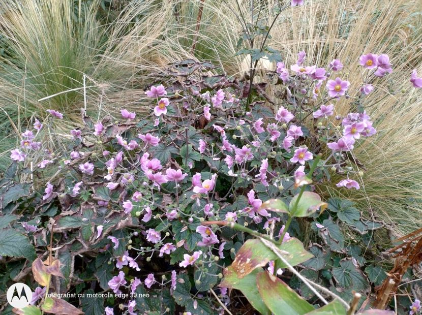  - Flori de gradină-2025