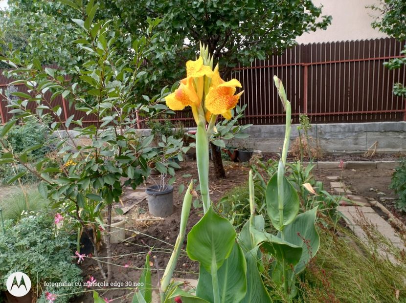  - Flori de gradină-2025