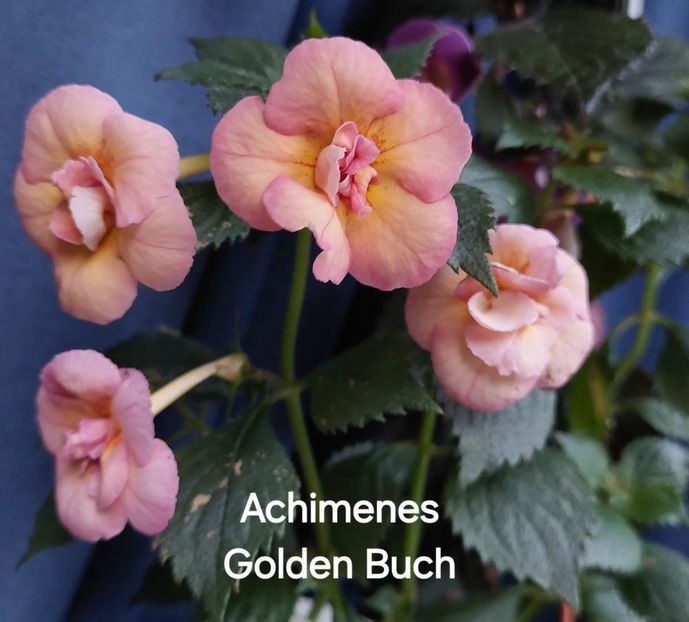  - 2025 - Achimenes