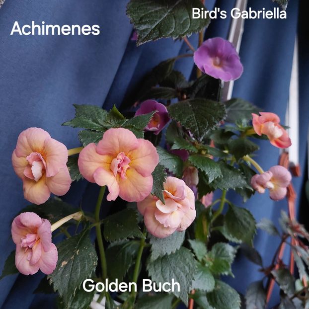 - 2025 - Achimenes